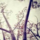 桃园结义