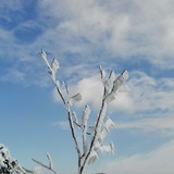 雪上一枝蒿