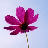 上官紫荫