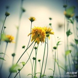 梅林