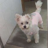 锦瑟