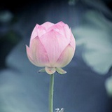 蕖