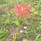 落英缤纷