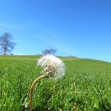 Sunny