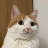 橘子猫头