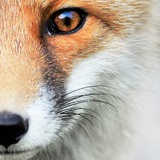 GreatestMr.Fox