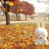 黄药师的猫