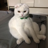 自由的巴比伦