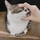 一枚大波罗