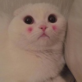苦瓜