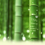 梦竹