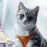 巧克力是只猫