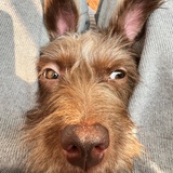 yuji