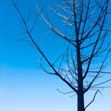 原瑶