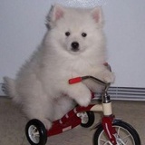 蘸着酱油吃大蒜