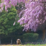 胖虎