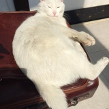 猫猫的大可爱
