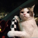 顾小猫喵呜
