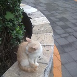 风筝尧
