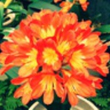 丹尼尔伊森