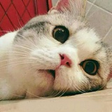 一枝花。
