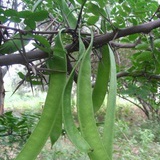 beancurd