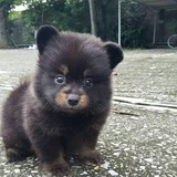 cuteblack