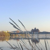 甲壳虫