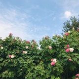 陈阿达