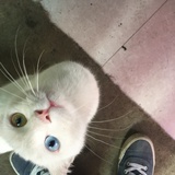 加强猫大人