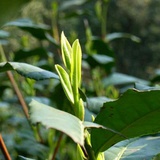 好茶客在路上
