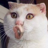 鱼