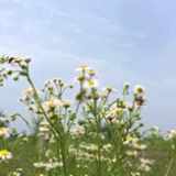 秘密花园