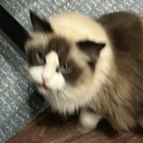 啾啾啾