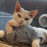 安眠糖