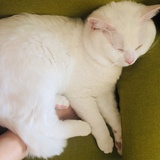 隔壁村口王师傅