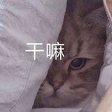 一只小羊呀