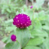 木槿