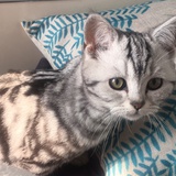 ikat