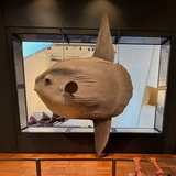 灿桃