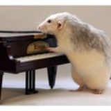 Amadeus