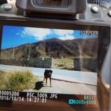 村口大树下等你