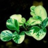 花藏茶