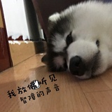 仓鼠拉粑粑
