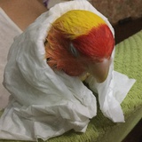桑籽