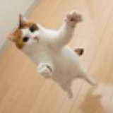 一只爱跑步的猫
