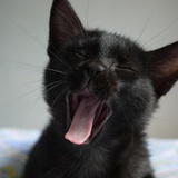 牛牛坏脾气的猫
