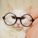 沙皮猫