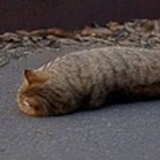 八叶萧