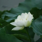 幽篁里